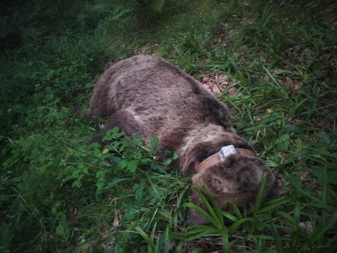 Oso muerto