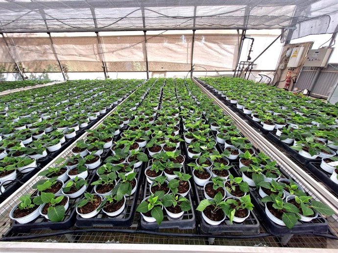 El Centro Especial de Empleo Los Pinares de Torremolinos comienza la producción de 9.000 pascueros para Navidad.