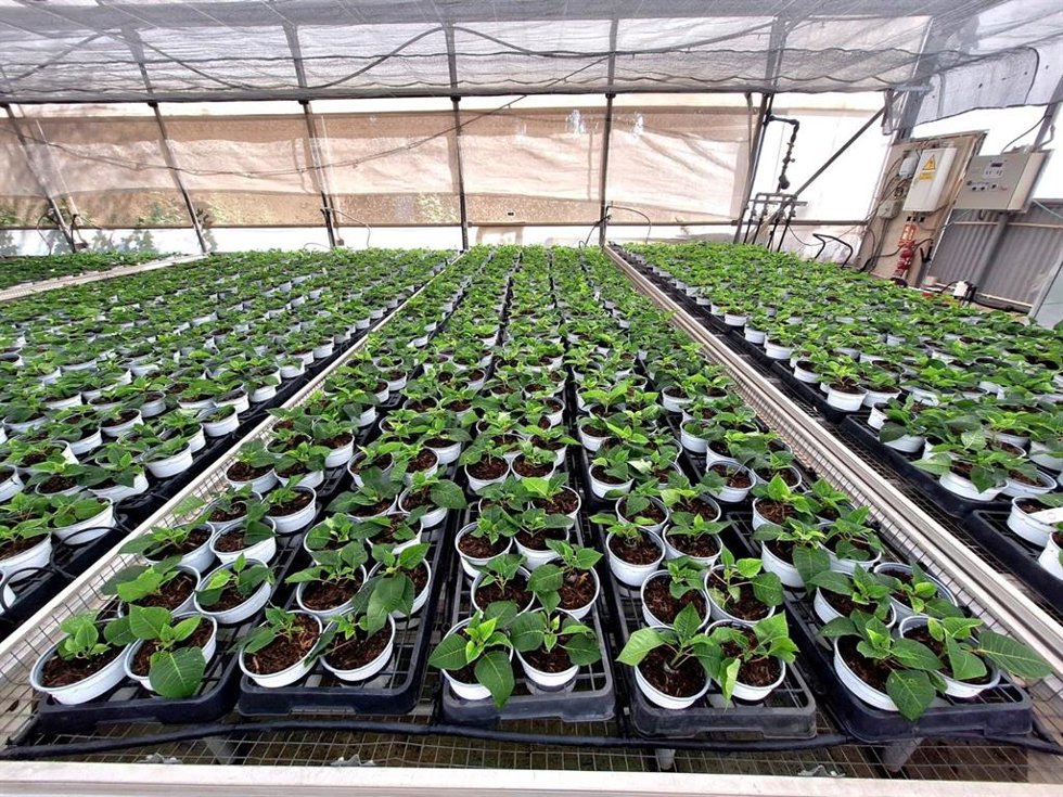 El Centro Especial de Empleo Los Pinares de Torremolinos comienza la producción de 9.000 pascueros para Navidad.