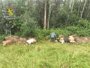 Matan a tiros a tres vacas y la Guardia Civil investiga a un vecino de Pravia