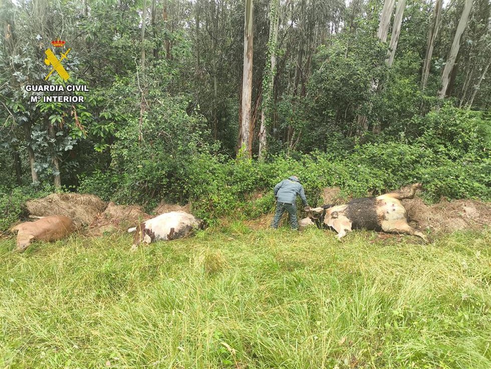 Un agente inspecciona las vacas muertas