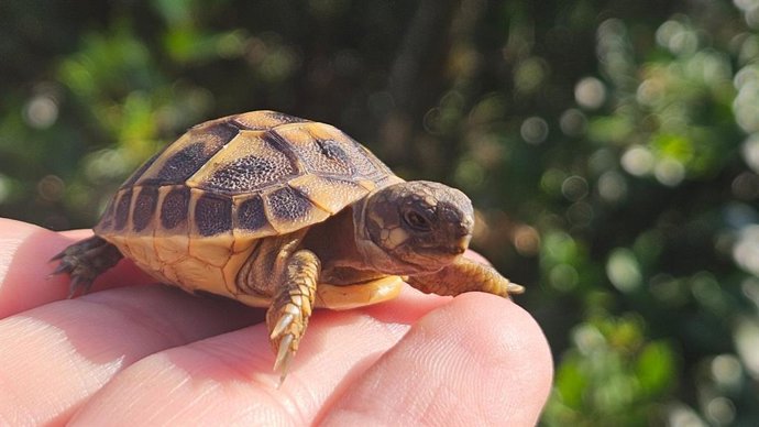 Ejemplar de tortuga mediterránea