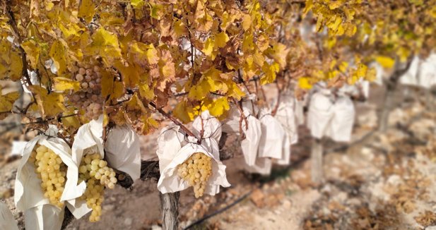 C. Valenciana