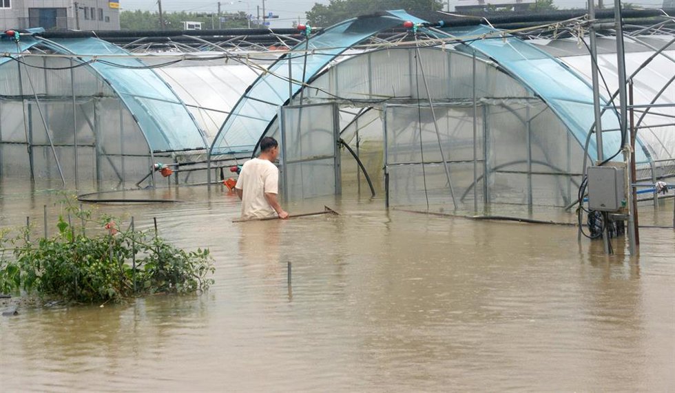 Archivo - Un agricultor inspecciona un invernadero inundado en el condado de Wanju, provincia de Jeolla del Norte, Corea del Sur