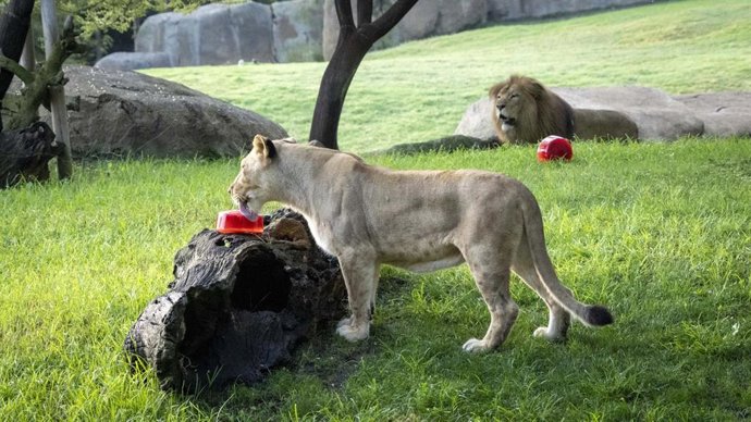 Helados para los animales de Bioparc