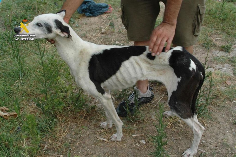 Uno de los perros malnutridos