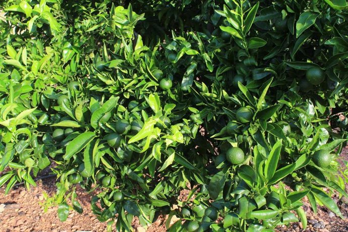 Plantación de cítricos