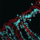 Foto: Envejecimiento celular y microbiota: Descubren cómo los Linfocitos T influyen en la salud intestinal
