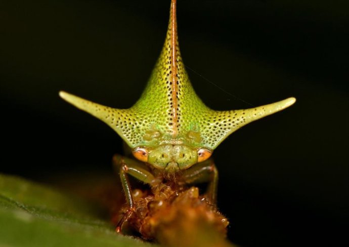 Una variedad de membrácido