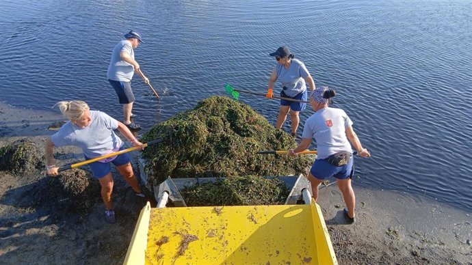 Brigadas de retirada de biomasa actuando en el Mar Menor