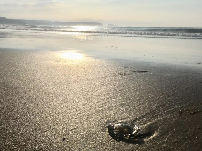 Archivo - Medusa en Salinas