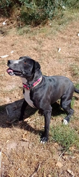 SOS Salvando Vidas España busca colaboración urgente para continuar su labor de rescate