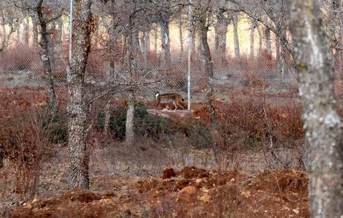 Archivo - Dos ejemplares de lince ibérico liberados en el Cerrato palentino