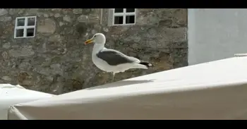 Detectados varios casos de gripe aviar en aves silvestres recogidas en Santurtzi y Erandio (Bizkaia)