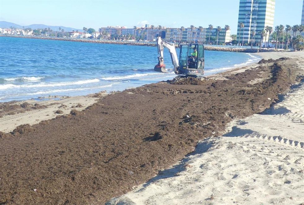 Archivo - Operarios municipales del Ayuntamiento de La Línea retirando alga invasora de la playa de Poniente. ARCHIVO.