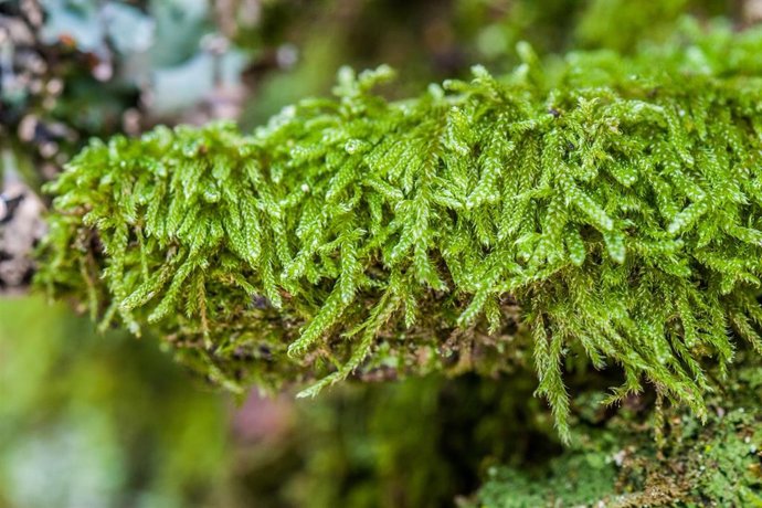 Archivo - Hypnum cupressiforme