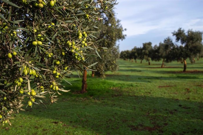 Archivo - Imagen de archivo de olivos.