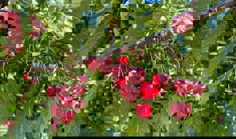 Comunicados Empresas