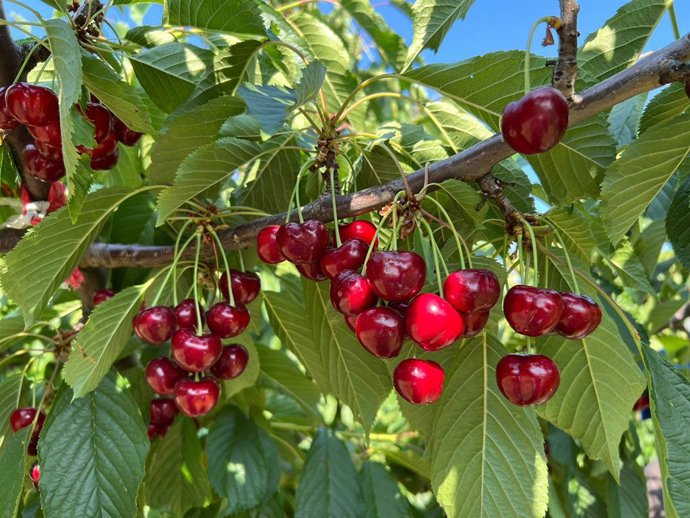 La D.O.P Cereza del Jerte cierra la campaña de 2025 con 1.300.000 kilos de producto certificado