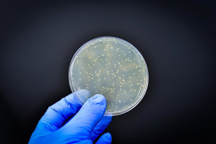 Archivo - Arquivo - Cultura bacteriana.