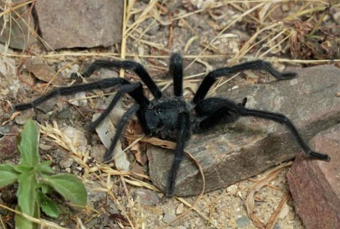 Satyrex ferox, macho, de Omã.