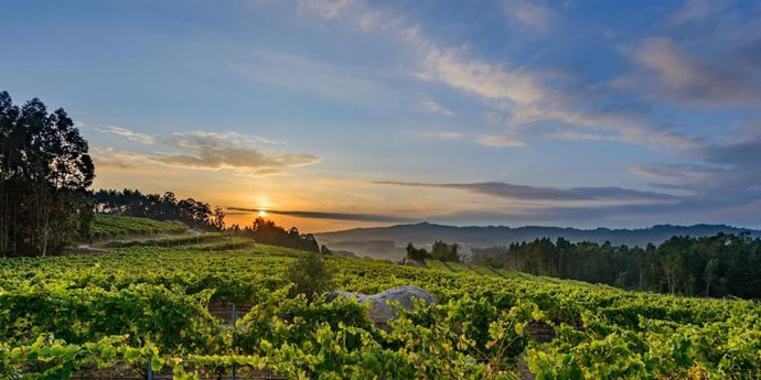 Imagen de un viñedo.