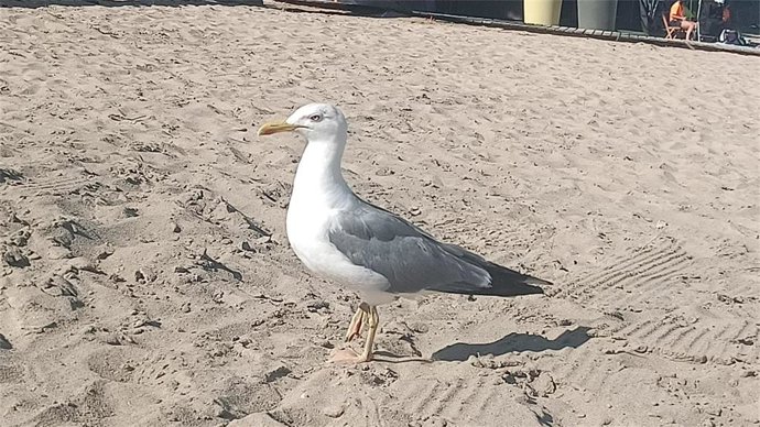 Gaviota en la playa
