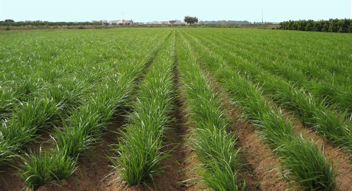 Archivo - AVA-ASAJA exige soluciones frente a la mancha negra y una hierba invasora que ajustan la rentabilidad de la chufa