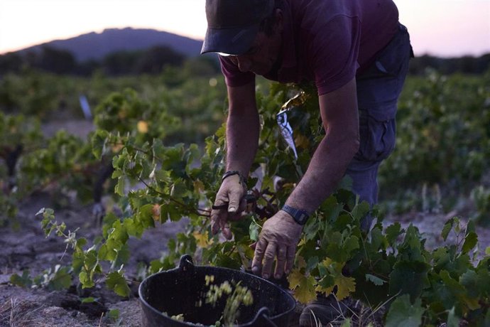 Archivo - Un hombre trabaja en la vendimia, en un viñedo de la bodega de Las Moradas de San Martín, a 21 de agosto de 2021, en San Martín de Valdeiglesias, Madrid (España).