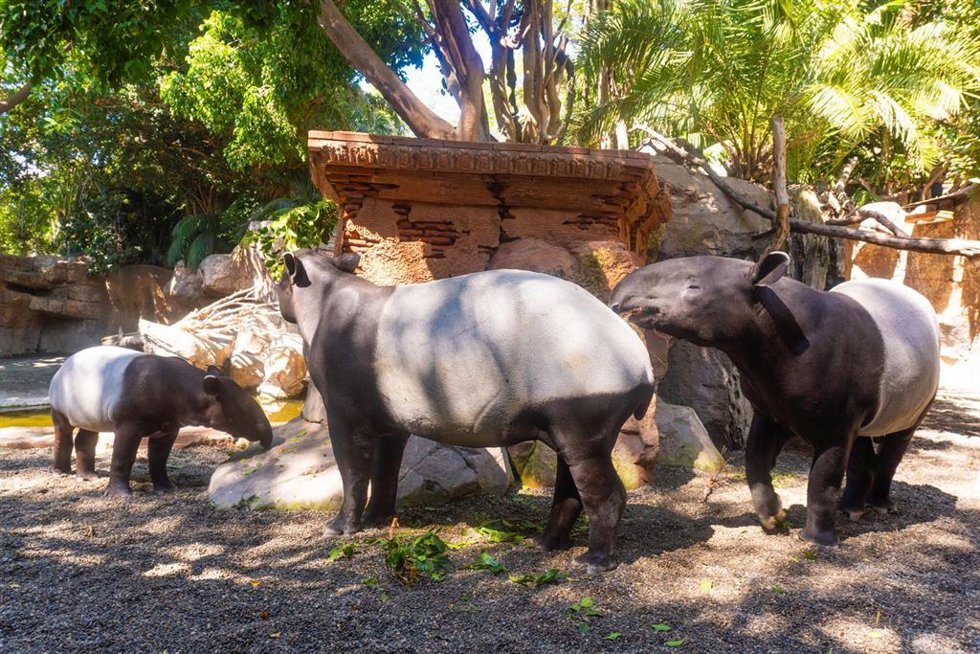 Familia tapires malayos Bioparc Fuengirola