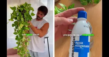 Un poto demasiado largo puede ser un problema: el truco de un experto para podarlo y multiplicarlo sin gastar