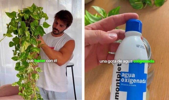 Un poto demasiado largo puede ser un problema: el truco de un experto para podarlo y multiplicarlo sin gastar