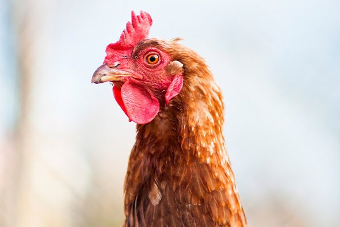 Los compromisos mundiales sobre huevos de gallinas criadas sin jaulas se cumplen en un 92%, según Open Wing Alliance