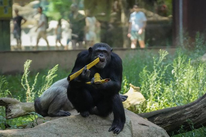Un chimpancé del Zoo de Barcelona disfruta de comida helada proporcionada por los cuidadores para ayudarles a soportar el calor del verano