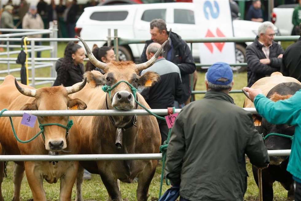 Archivo - Ganado
