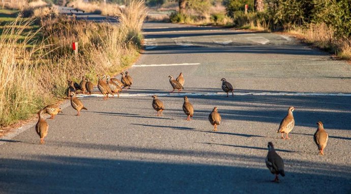 Grupo de perdices rojas en una carretera en Aznalcázar, en la provincia de Sevilla.