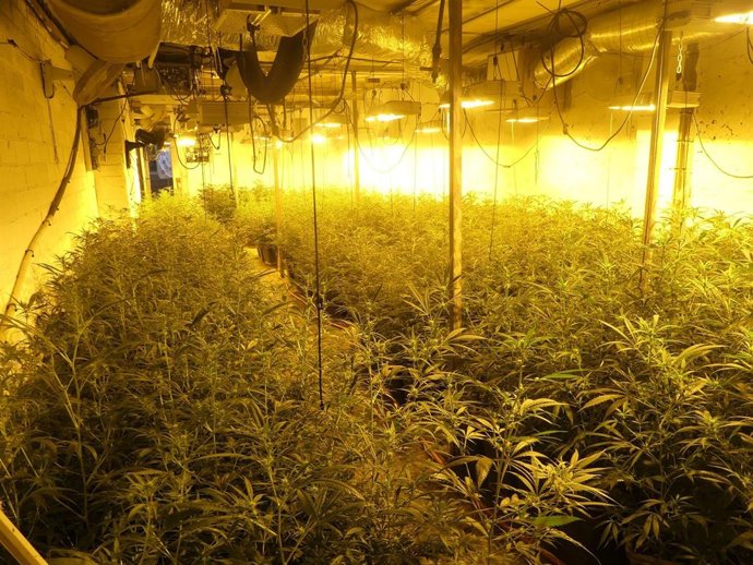 2 Detinguts Per Conrear Més De 1.600 Plantes De Marihuana A Castellnou de Seana (Lleida)