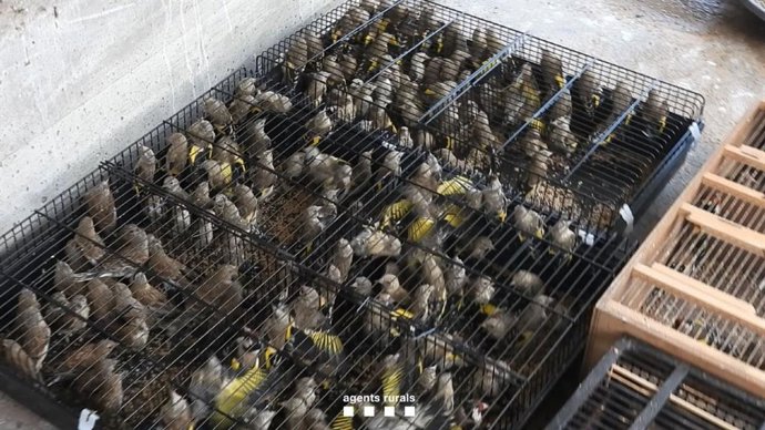 Agents Rurals intervienen 922 aves fringílidas de unas instalaciones clandestinas en Barcelona