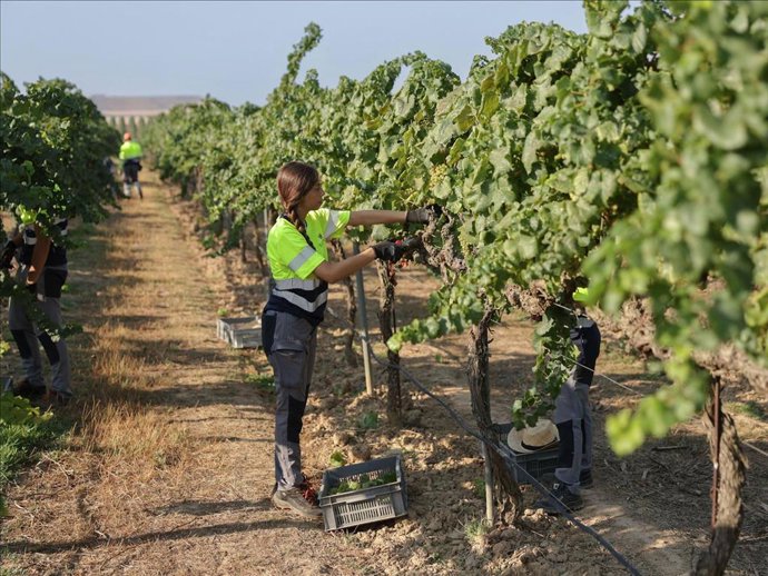 Vendimia de Raimat.
