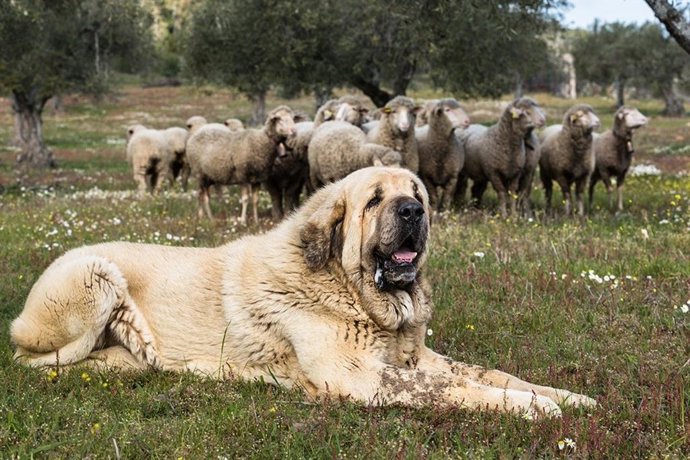 RSCE hace un estudio genético de razas caninas con el objetivo de mejorar la salud y diversidad de las razas españolas
