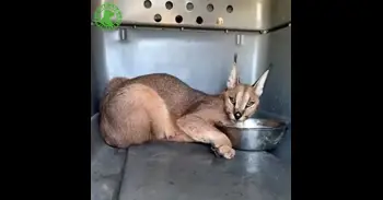 Trasladan a un caracal a un centro de rescate de Villena tras 16 días vagando por campos de Cádiz