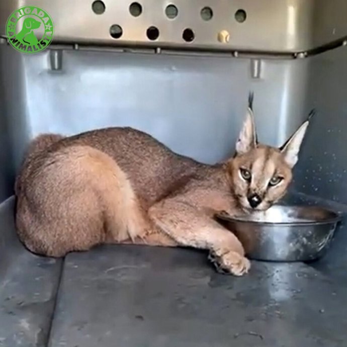 Trasladan a un caracal a un centro de rescate de Villena tras 16 días vagando por campos de Cádiz