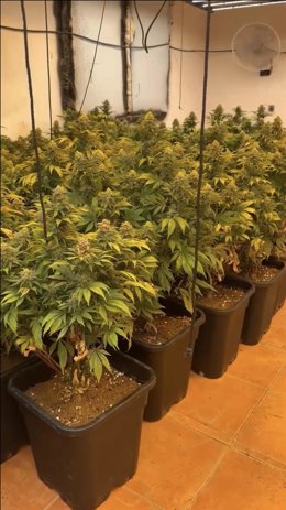 Policía Local de Cartagena halla una plantación de marihuana en el interior de una vivienda