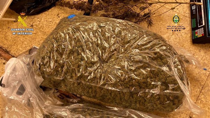 Parte de los 10.310 gramos de marihuana incautados tras desmantelar una plantación de mirhuana en Santa Susanna (Barcelona)