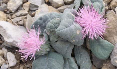 Es Andalucía - Jaén