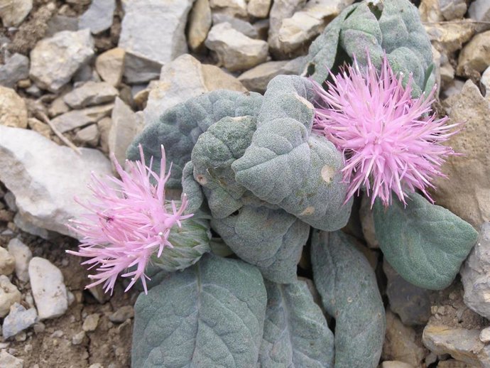 Imagen de Jurinea fontqueri, flor exclusiva de Sierra Mágina