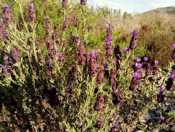 Ejemplar de cantueso (Lavándula stoechas) en Águilas