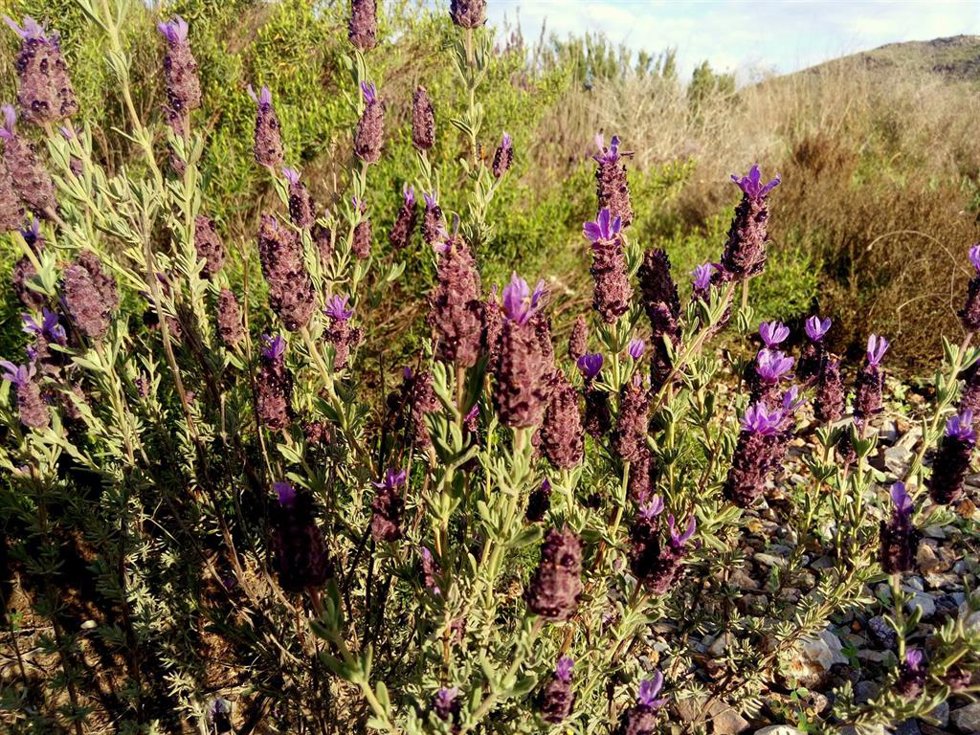 Ejemplar de cantueso (Lavándula stoechas) en Águilas