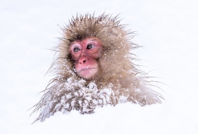 Cría de mono bajo la nieve