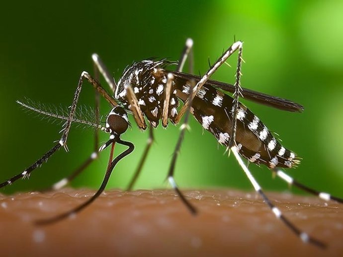 Archivo - El mosquito tigre,uno de los artrópodos vectores